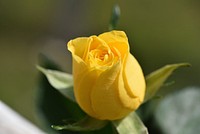 Free yellow rose image, public domain flower CC0 photo.