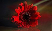 Free red daisy image, public domain flower CC0 photo.