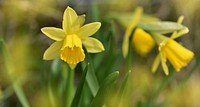 Free yellow daffodil image, public domain flower CC0 photo.