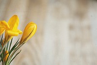 Free yellow crocus background image, public domain spring CC0 photo.