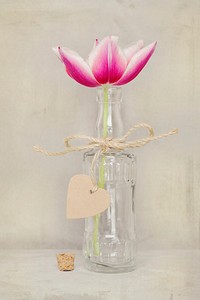 Free tulip in vase image, public domain spring CC0 photo.