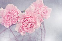 Free pink carnations image, public domain flower CC0 photo.