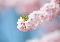 Free pink cherry blossom image, public domain flower CC0 photo.