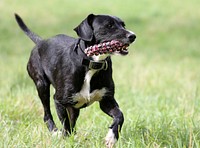 Free Labrador Retriever image, public domain pet CC0 photo.