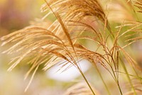 Free gold grass flower image, public domain plant CC0 photo.