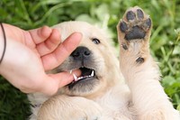 Free Golden Retriever image, public domain pet CC0 photo.