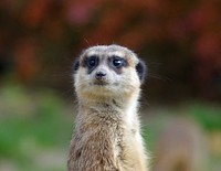 Free meerkat image, public domain animal CC0 photo.