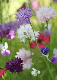 Free cornflower image, public domain spring CC0 photo.