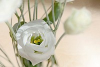 Free white lisianthus image, public domain flower CC0 photo.