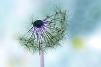 Free dandelion image, public domain flower CC0 photo.