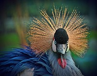 Free close up peacock image, public domain animal CC0 photo.