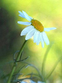 Free white daisy image, public domain flower CC0 photo.