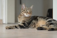 Free cute european shorthair cat image, public domain CC0 photo.