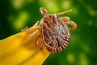 Free close up of a tick image, public domain animal CC0 photo.