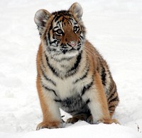 Free tiger cub image, public domain wild animal CC0 photo.