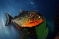 Free exotic fish image, public domain animal CC0 photo.