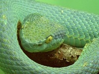 Free snake image, public domain animal CC0 photo.