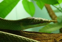 Free snake image, public domain animal CC0 photo.