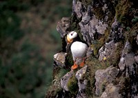 Free close up puffin on the rock image, public domain animal CC0 photo.