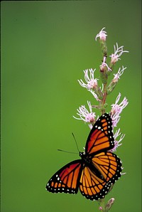 Free viceroy butterfly image, public domain animal CC0 photo.