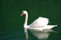 Free mute swan on water image, public domain animal CC0 photo.