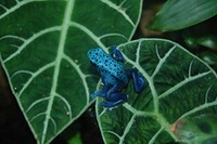 Free frog image, public domain amphibian CC0 photo.