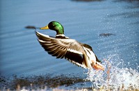 Free magnificent male mallard in lake image, public domain animal CC0 photo.