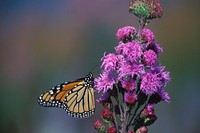 Free monarch butterfly image, public domain animal CC0 photo.