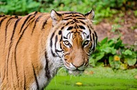 Free Bengal tiger image, public domain wild animal CC0 photo.