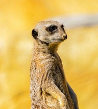 Free meerkat image, public domain animal CC0 photo.