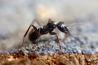 Free ant image, public domain insect CC0 photo.