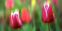 Free pink tulip image, public domain flower CC0 photo.