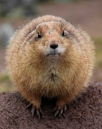 Free Wild Gopher image, public domain animal CC0 photo.