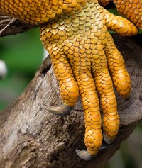 Free Iguana claws image, public domain reptile CC0 photo. 