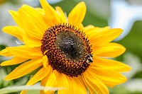 Free sunflower background image, public domain flower CC0 photo.