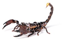 Free scorpion image, public domain animal CC0 photo.