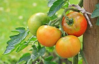 Free unripe tomatoes growing on plant photo, public domain food CC0 image.