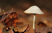 Free mushroom photo, public domain plant CC0 image.