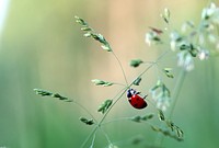 Free ladybug climbing on a green plant photo, public domain animal CC0 image.