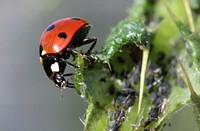 Free ladybug climbing on a green plant photo, public domain animal CC0 image.