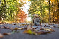 Free squirrel on road image, public domain animal CC0 photo.