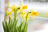 Free yellow daffodil image, public domain flower CC0 photo.