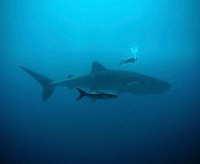 Free shark image, public domain animal CC0 photo.