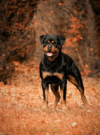 Free rottweiler dog image, public domain animal CC0 photo.