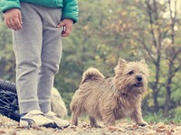 Free dog going for a walk image, public domain animal CC0 photo.