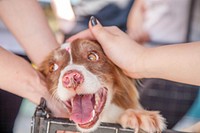 Free puppy being petted by hands image, public domain animal CC0 photo.