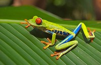 Free frog image, public domain animal CC0 photo.
