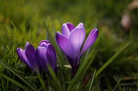 Free crocus background image, public domain flower CC0 photo.