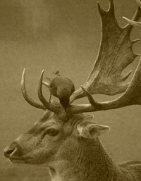 Free bird sitting on elk antler image, public domain animal CC0 photo.