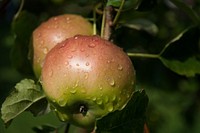 Free apple image, public domain fruit CC0 photo.